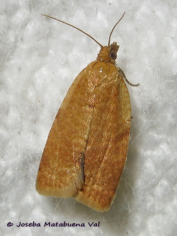 Clepsis consimilana (femmina) - Tortricidae